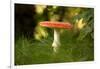 Red Fly agaric in the middle of the grass, bokeh background-Paivi Vikstrom-Framed Photographic Print