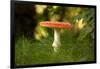Red Fly agaric in the middle of the grass, bokeh background-Paivi Vikstrom-Framed Photographic Print