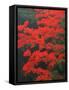 Red Foliage in Acadia National Park, Maine, USA-Joanne Wells-Framed Stretched Canvas