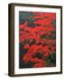 Red Foliage in Acadia National Park, Maine, USA-Joanne Wells-Framed Photographic Print