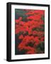 Red Foliage in Acadia National Park, Maine, USA-Joanne Wells-Framed Photographic Print