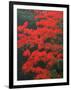 Red Foliage in Acadia National Park, Maine, USA-Joanne Wells-Framed Photographic Print