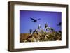 Red-Footed Boobie Birds, Isla Del Espiritu Santo, Baja California Sur, Mexico, North America-Laura Grier-Framed Photographic Print