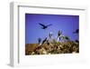 Red-Footed Boobie Birds, Isla Del Espiritu Santo, Baja California Sur, Mexico, North America-Laura Grier-Framed Photographic Print