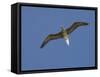 Red-Footed Booby, Bird Island, Tikehau, Tuamotu Archipelago, French Polynesia-Sergio Pitamitz-Framed Stretched Canvas