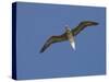 Red-Footed Booby, Bird Island, Tikehau, Tuamotu Archipelago, French Polynesia-Sergio Pitamitz-Stretched Canvas