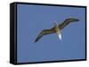 Red-Footed Booby, Bird Island, Tikehau, Tuamotu Archipelago, French Polynesia-Sergio Pitamitz-Framed Stretched Canvas