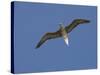 Red-Footed Booby, Bird Island, Tikehau, Tuamotu Archipelago, French Polynesia-Sergio Pitamitz-Stretched Canvas