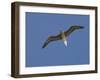 Red-Footed Booby, Bird Island, Tikehau, Tuamotu Archipelago, French Polynesia-Sergio Pitamitz-Framed Photographic Print