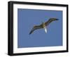 Red-Footed Booby, Bird Island, Tikehau, Tuamotu Archipelago, French Polynesia-Sergio Pitamitz-Framed Photographic Print