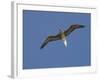 Red-Footed Booby, Bird Island, Tikehau, Tuamotu Archipelago, French Polynesia-Sergio Pitamitz-Framed Photographic Print