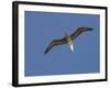 Red-Footed Booby, Bird Island, Tikehau, Tuamotu Archipelago, French Polynesia-Sergio Pitamitz-Framed Photographic Print