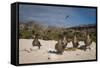 Red-Footed Booby Juvenile, Galapagos Islands, Ecuador-Pete Oxford-Framed Stretched Canvas