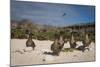 Red-Footed Booby Juvenile, Galapagos Islands, Ecuador-Pete Oxford-Mounted Photographic Print