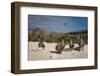 Red-Footed Booby Juvenile, Galapagos Islands, Ecuador-Pete Oxford-Framed Photographic Print