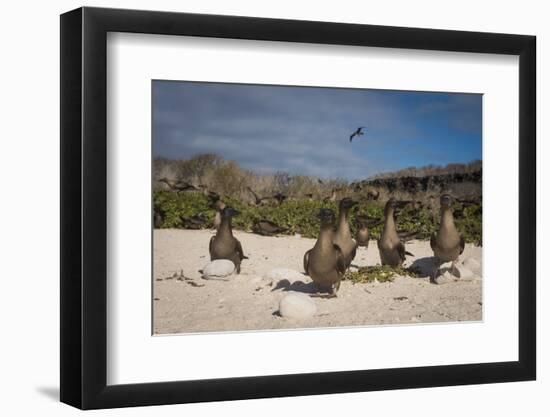 Red-Footed Booby Juvenile, Galapagos Islands, Ecuador-Pete Oxford-Framed Photographic Print