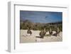 Red-Footed Booby Juvenile, Galapagos Islands, Ecuador-Pete Oxford-Framed Photographic Print