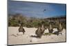 Red-Footed Booby Juvenile, Galapagos Islands, Ecuador-Pete Oxford-Mounted Photographic Print