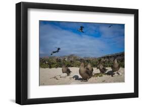 Red-Footed Booby Juvenile, Galapagos Islands, Ecuador-Pete Oxford-Framed Photographic Print