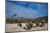 Red-Footed Booby Juvenile, Galapagos Islands, Ecuador-Pete Oxford-Mounted Photographic Print