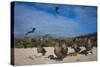 Red-Footed Booby Juvenile, Galapagos Islands, Ecuador-Pete Oxford-Stretched Canvas