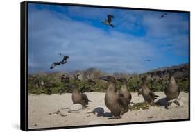 Red-Footed Booby Juvenile, Galapagos Islands, Ecuador-Pete Oxford-Framed Stretched Canvas