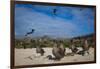 Red-Footed Booby Juvenile, Galapagos Islands, Ecuador-Pete Oxford-Framed Photographic Print