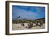 Red-Footed Booby Juvenile, Galapagos Islands, Ecuador-Pete Oxford-Framed Photographic Print