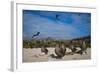 Red-Footed Booby Juvenile, Galapagos Islands, Ecuador-Pete Oxford-Framed Photographic Print