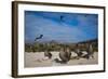 Red-Footed Booby Juvenile, Galapagos Islands, Ecuador-Pete Oxford-Framed Photographic Print