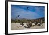 Red-Footed Booby Juvenile, Galapagos Islands, Ecuador-Pete Oxford-Framed Photographic Print