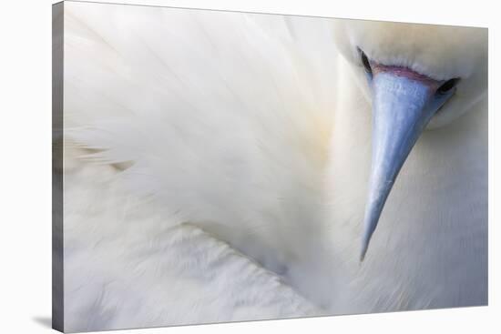 Red Footed Booby nesting, Clarion Island, Socorro Islands-Claudio Contreras-Stretched Canvas