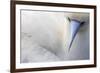 Red Footed Booby nesting, Clarion Island, Socorro Islands-Claudio Contreras-Framed Photographic Print