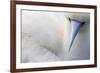 Red Footed Booby nesting, Clarion Island, Socorro Islands-Claudio Contreras-Framed Photographic Print