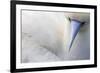 Red Footed Booby nesting, Clarion Island, Socorro Islands-Claudio Contreras-Framed Photographic Print