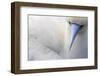 Red Footed Booby nesting, Clarion Island, Socorro Islands-Claudio Contreras-Framed Photographic Print