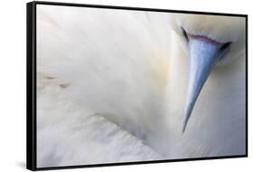 Red Footed Booby nesting, Clarion Island, Socorro Islands-Claudio Contreras-Framed Stretched Canvas