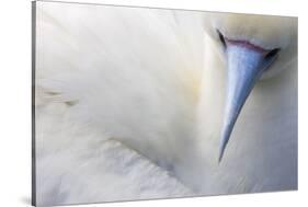 Red Footed Booby nesting, Clarion Island, Socorro Islands-Claudio Contreras-Stretched Canvas