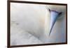 Red Footed Booby nesting, Clarion Island, Socorro Islands-Claudio Contreras-Framed Photographic Print