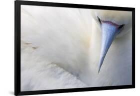 Red Footed Booby nesting, Clarion Island, Socorro Islands-Claudio Contreras-Framed Photographic Print