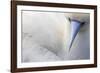 Red Footed Booby nesting, Clarion Island, Socorro Islands-Claudio Contreras-Framed Photographic Print