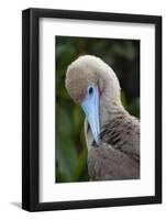 Red-footed booby nestling. Galapagos Islands, Ecuador.-Adam Jones-Framed Photographic Print