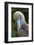 Red-footed booby nestling. Galapagos Islands, Ecuador.-Adam Jones-Framed Photographic Print