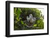 Red-footed booby pair building nest, Galapagos-Tui De Roy-Framed Photographic Print