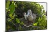 Red-footed booby pair building nest, Galapagos-Tui De Roy-Mounted Photographic Print