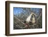 Red-footed booby pair in tree, Genovesa Island, Galapagos-Tui De Roy-Framed Photographic Print