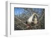 Red-footed booby pair in tree, Genovesa Island, Galapagos-Tui De Roy-Framed Photographic Print