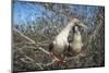 Red-footed booby pair in tree, Genovesa Island, Galapagos-Tui De Roy-Mounted Photographic Print