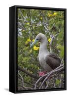 Red Footed Booby (Sula Sula) in Red Mangrove-G and M Therin-Weise-Framed Stretched Canvas