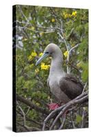 Red Footed Booby (Sula Sula) in Red Mangrove-G and M Therin-Weise-Stretched Canvas
